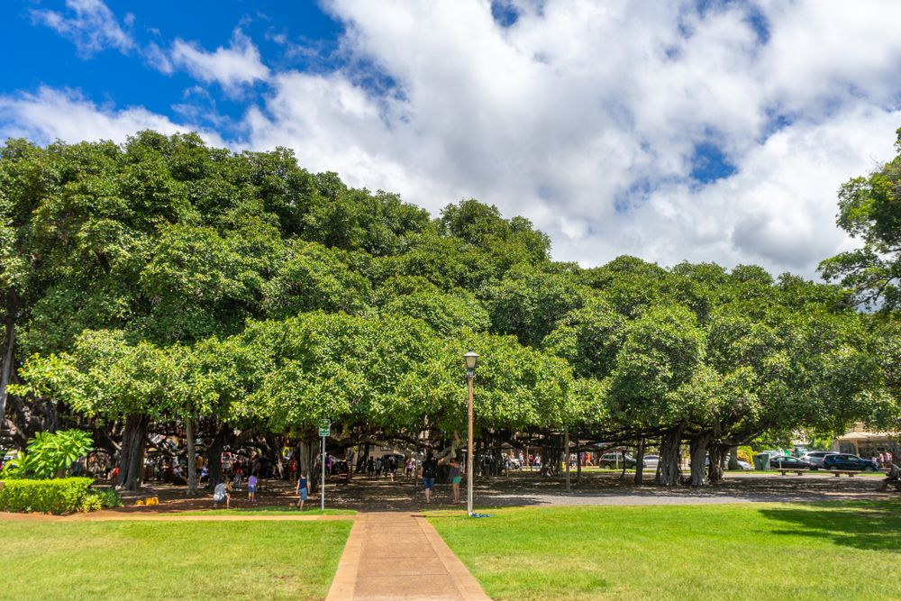 Daytime view of Lāhainā Banyan Court Park