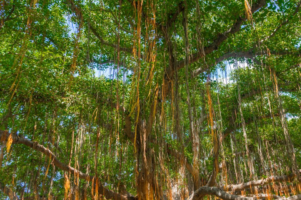 View under a banyan tree at Lāhainā Banyan Court Park
