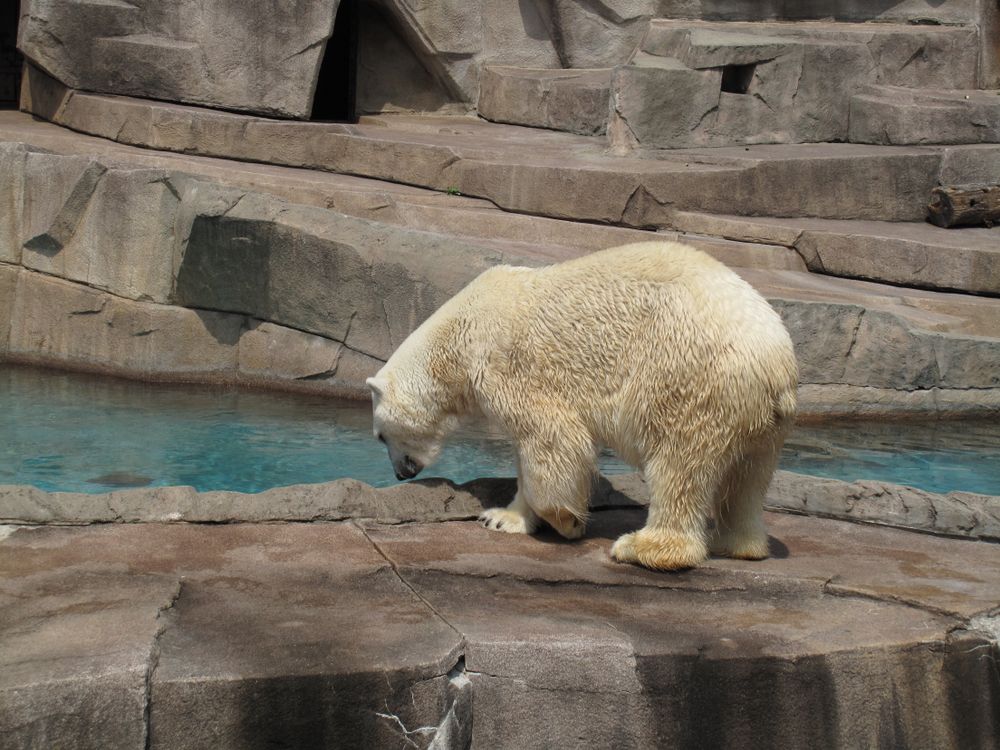 A polar bear at Milwaukee County Zoo