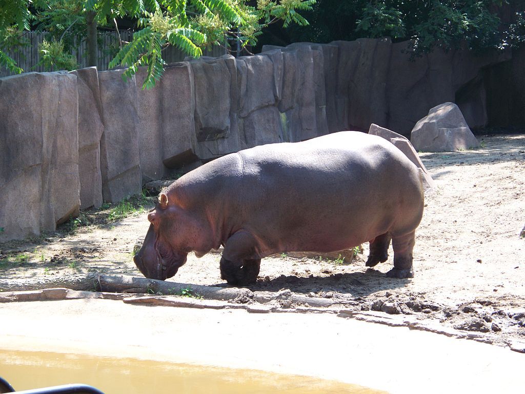 Hippopotamus at Milwaukee County Zoo