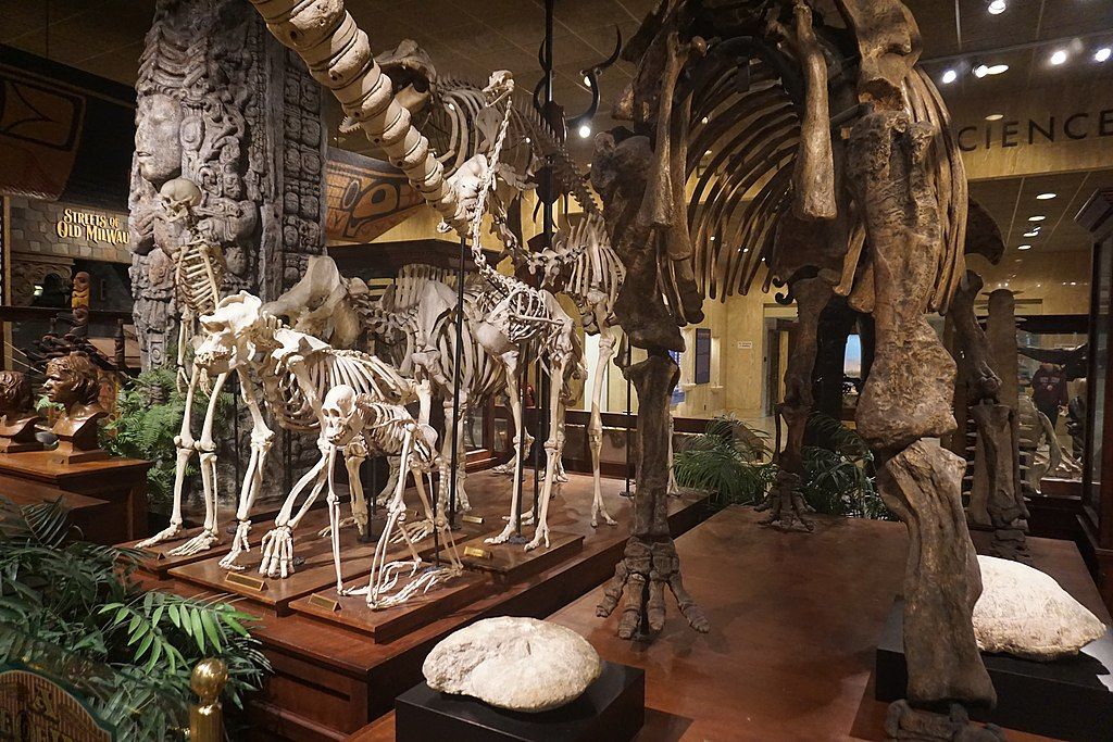 Exhibit in Milwaukee Public Museum