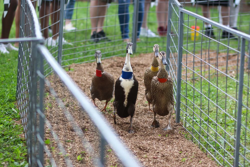 Duck race at Montgomery County Agricultural Fair