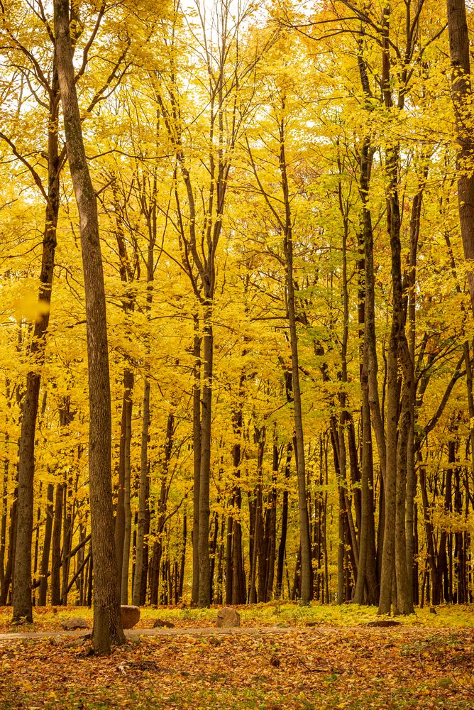 Tall trees at Rib Mountain State Park