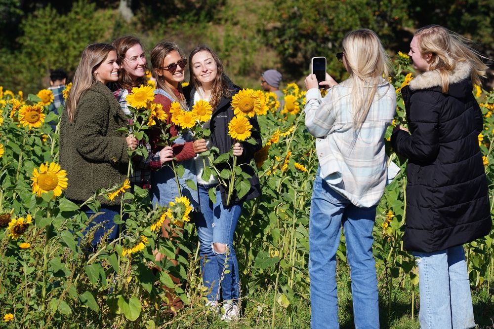 People admiring the sunflowers at Sinkland Farms