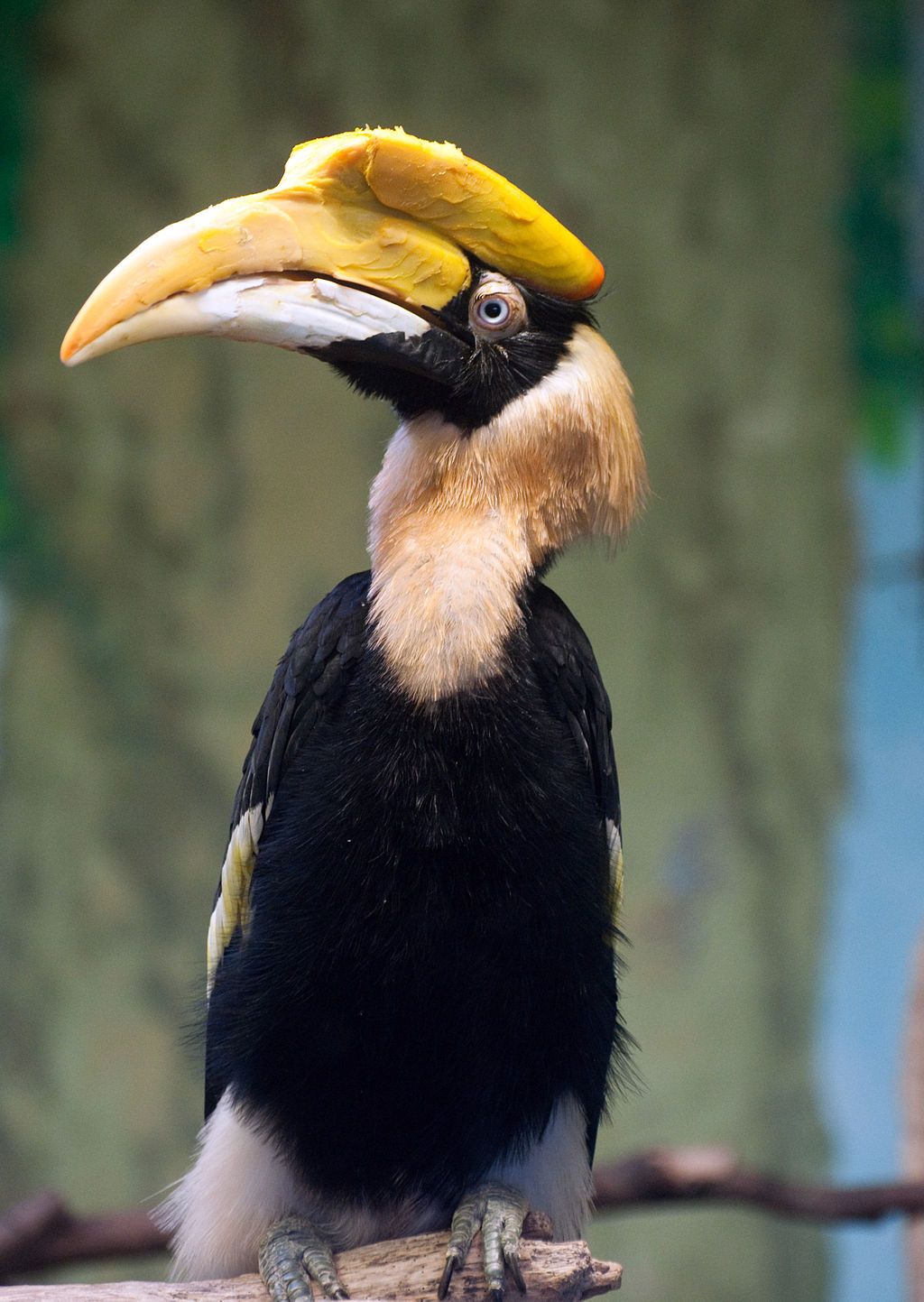 A bird at Stone Zoo