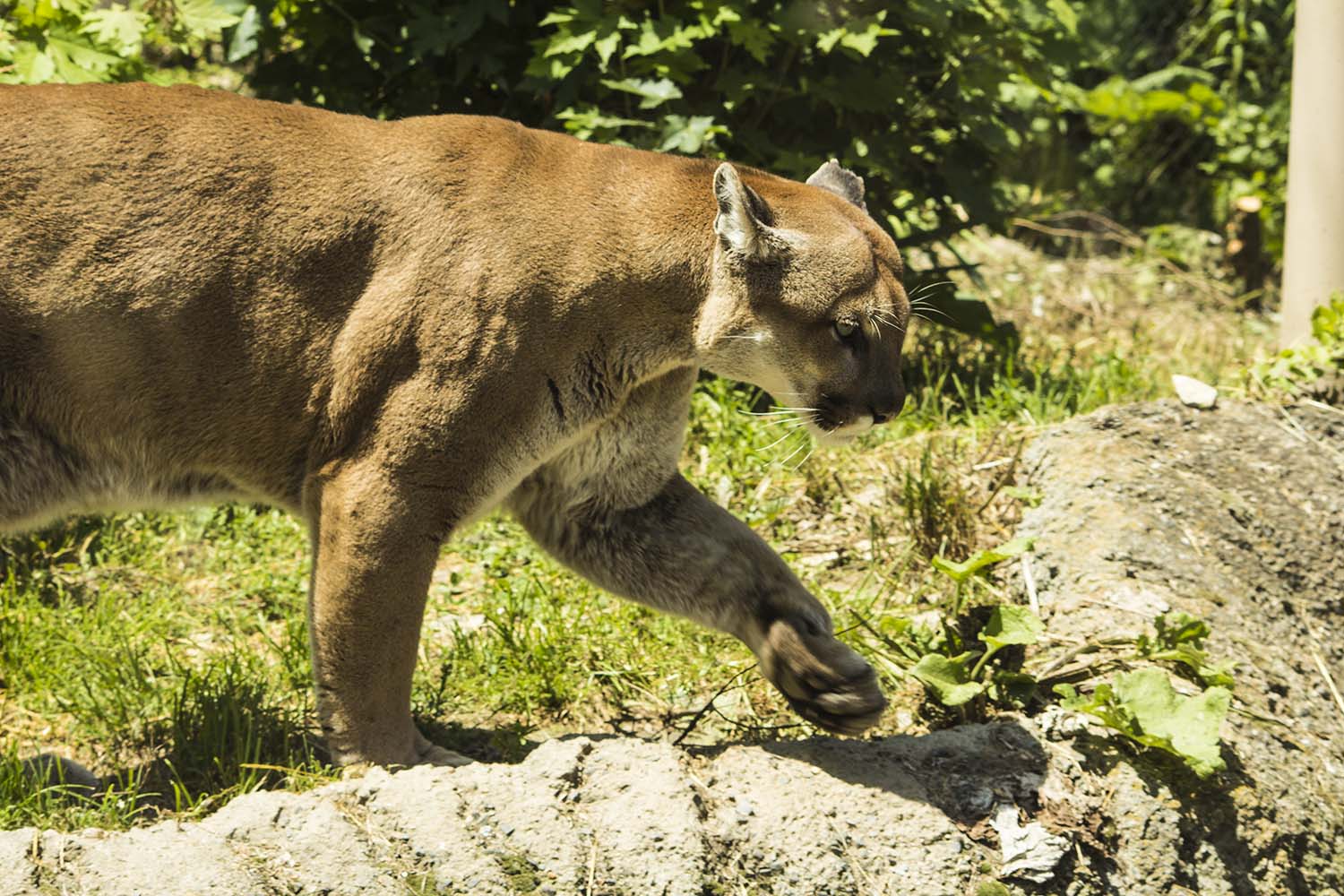 Puma at Stone Zoo