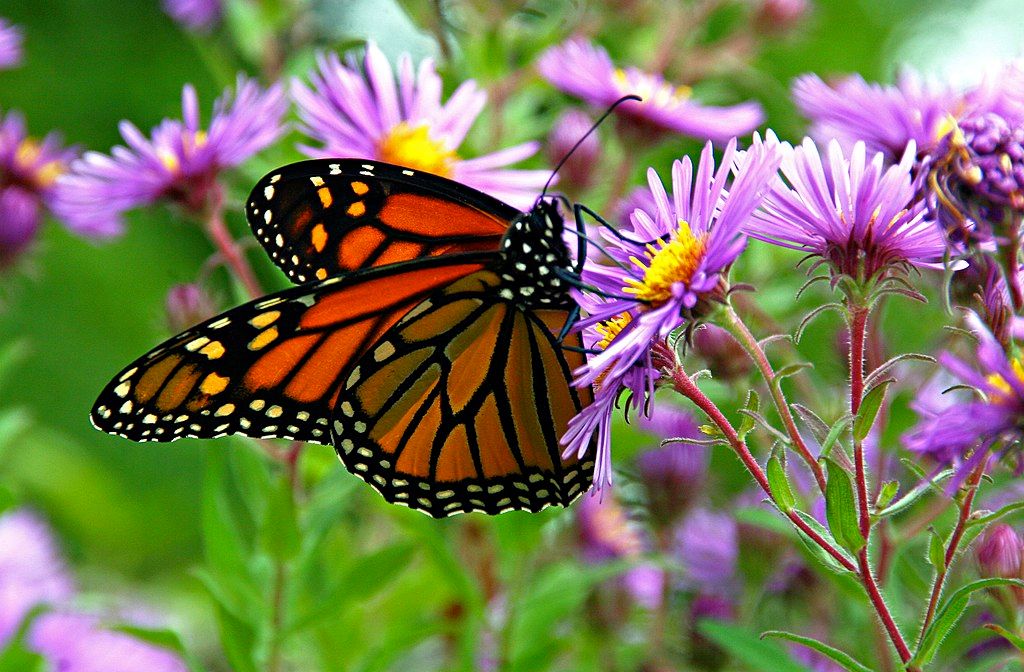 Monarch butterfly at The Butterfly Place