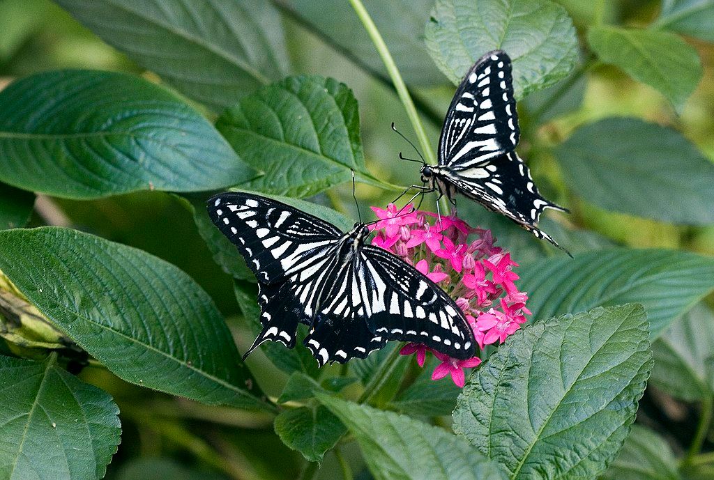 Butterflies at The Butterfly Place