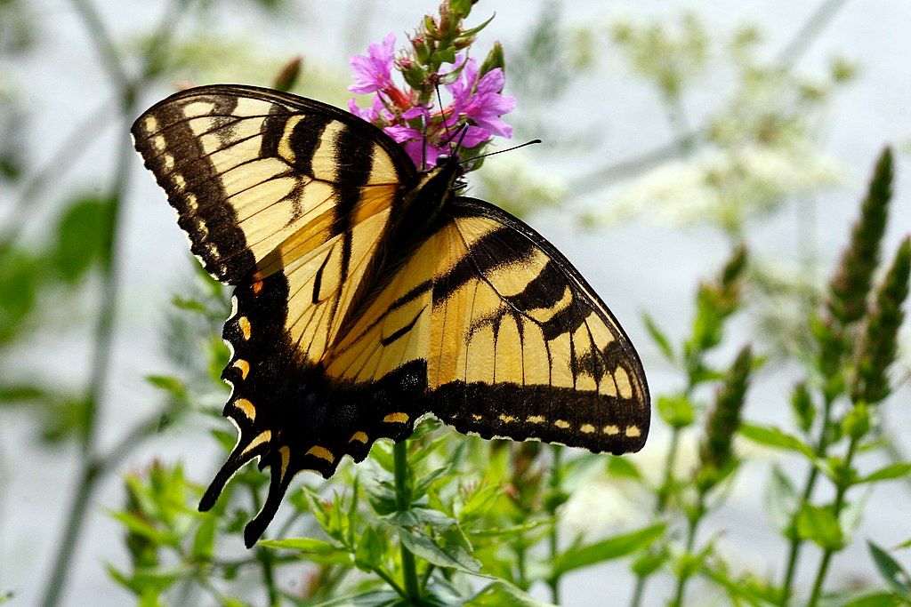 Swallowtail butterfly at The Butterfly Place