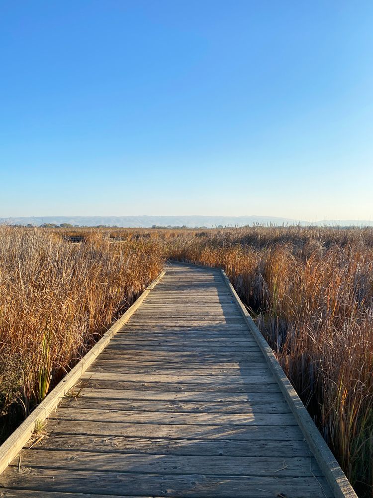 Boardwalk at Coyote Hills Regional Park