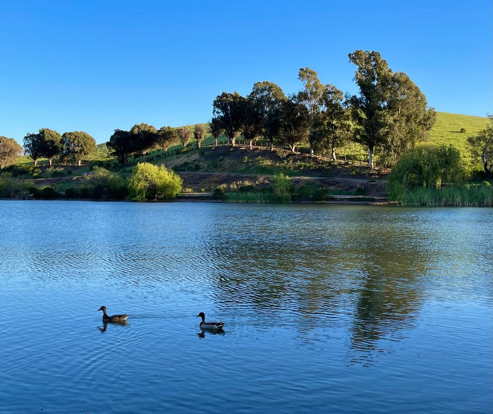 Ducks on Ed. R Levin County Park waters