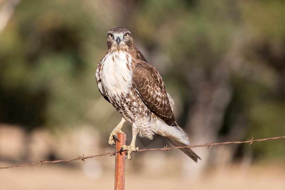 A bird at Ed. R Levin County Park