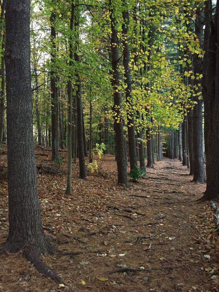 Nature trail at Giuffrida Park