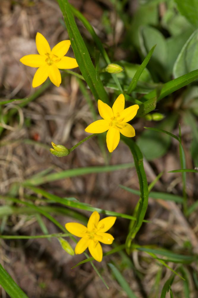 Wildflowers at Giuffrida Park
