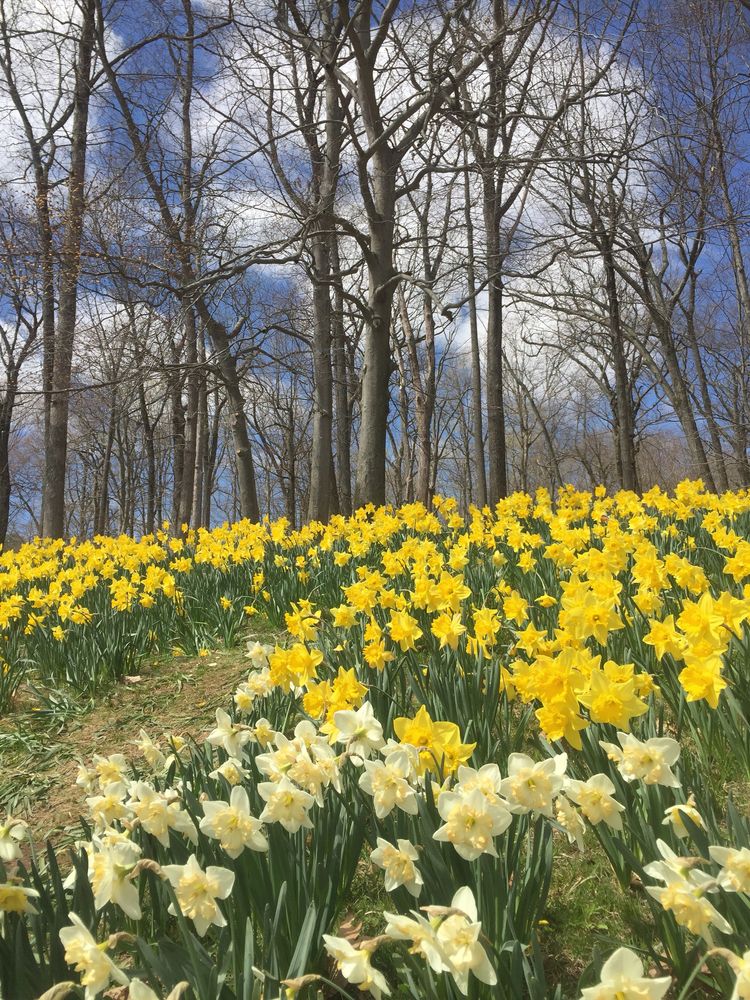 Pretty flowers at Hubbard Park