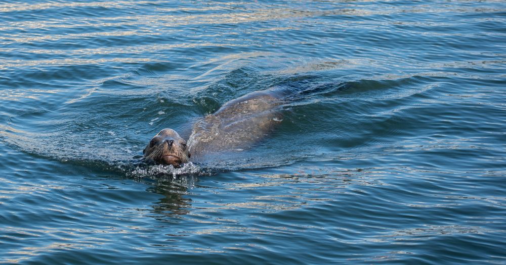 A swimming Sea Lion