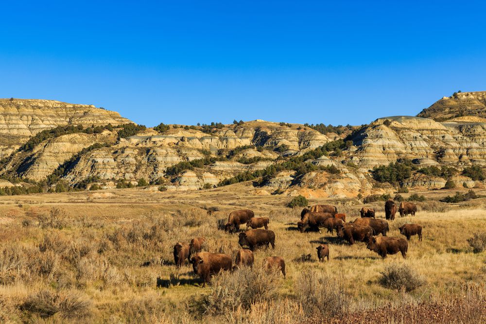 Buffalo at Theodore Roosevelt National Park