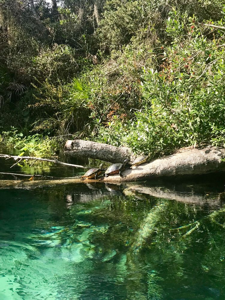 Turtles in Weeki Wachee Spring