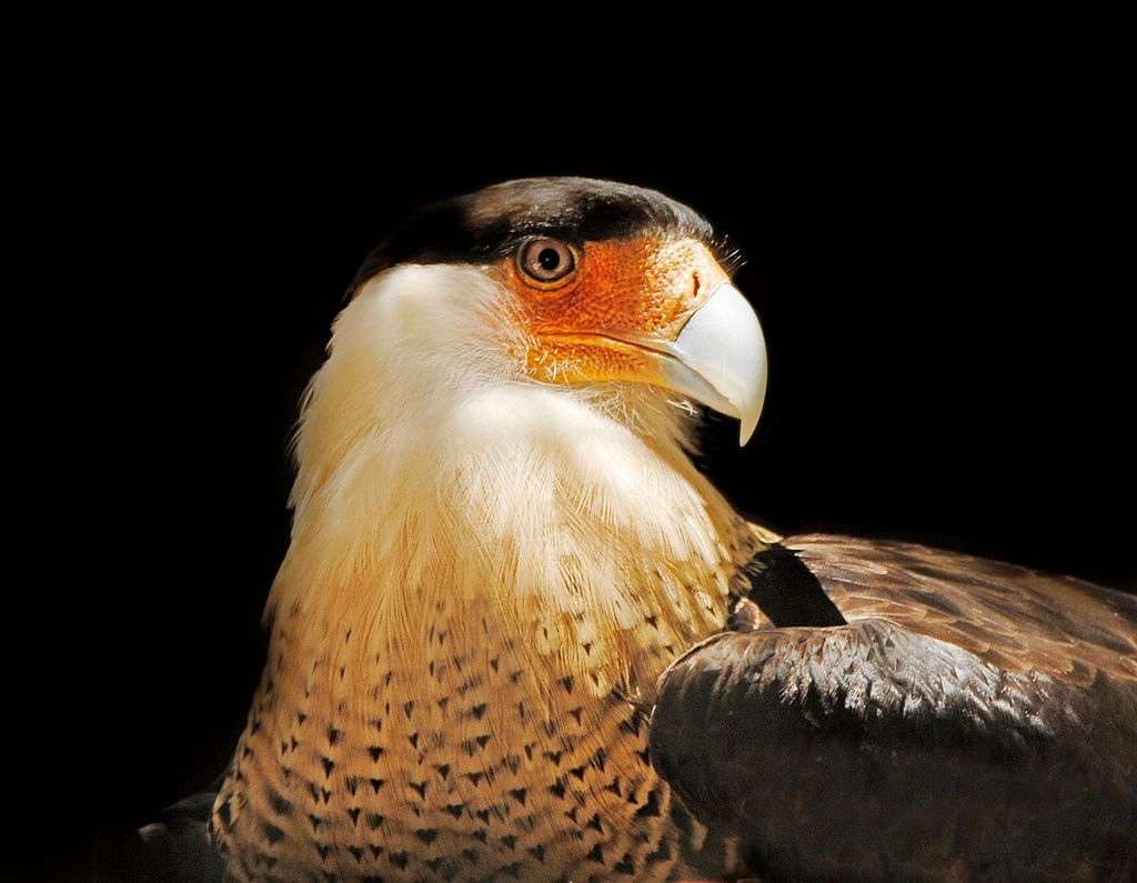 A crested caracara at Audubon Center for Birds of Prey