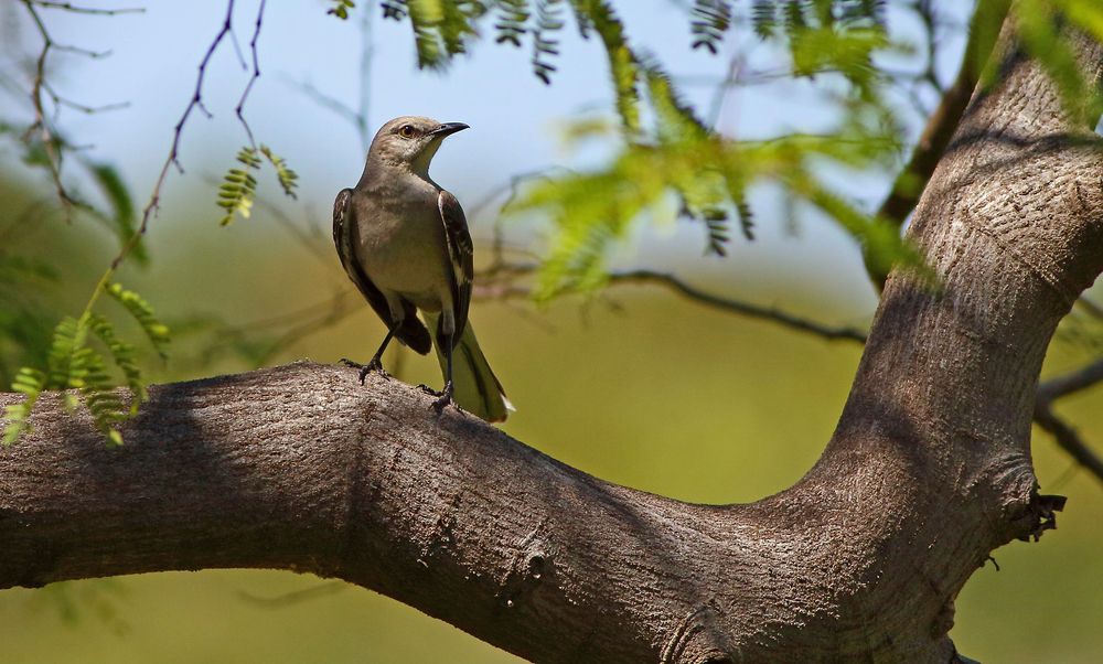 A bird at Crandon Park