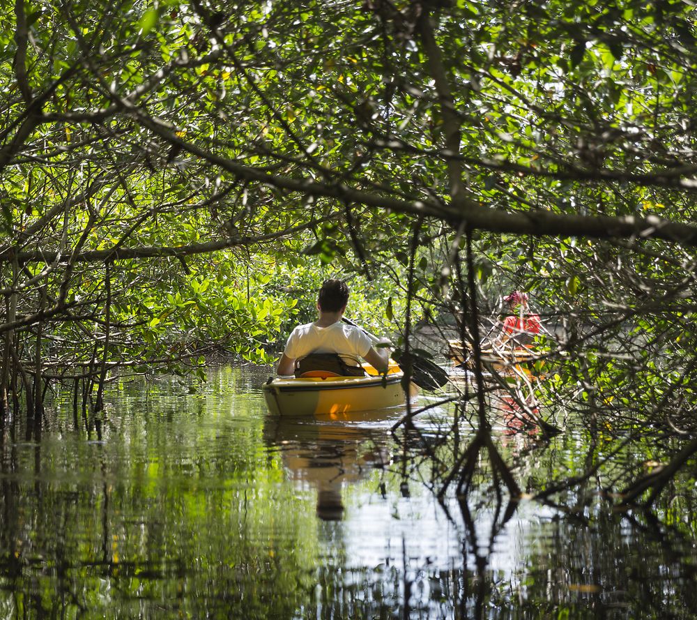 Mangrove kayaking at Everglades National Park