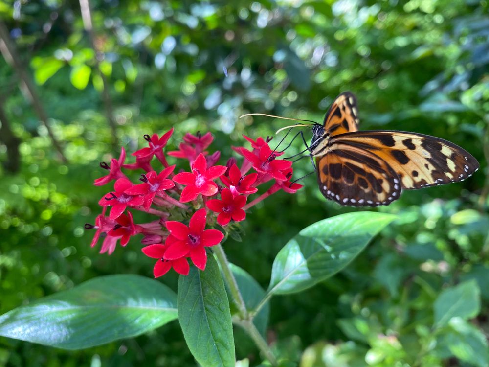 Butterfly on a flower at Fairchild Tropical Botanic Garden