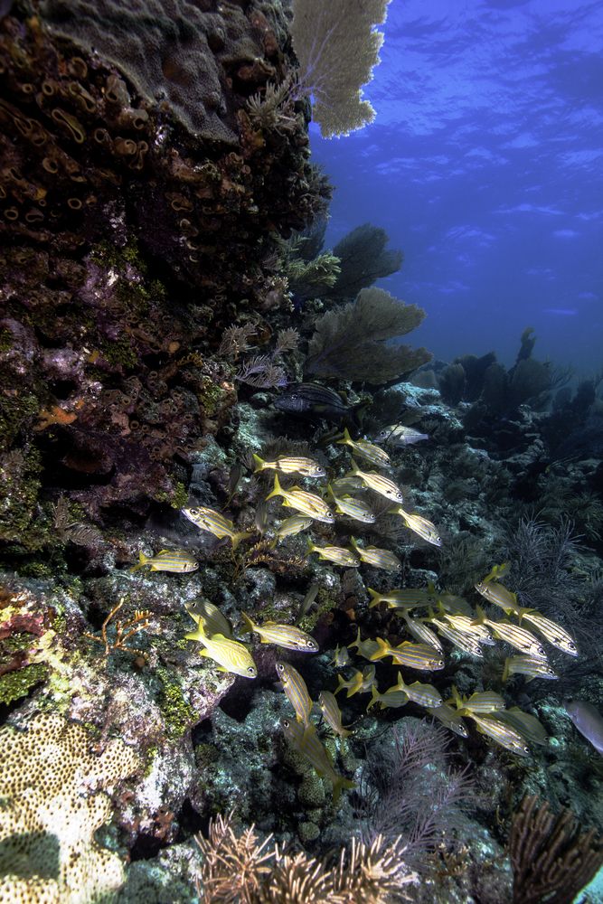 Coral reef and fish at John Pennekamp Coral Reef State Park