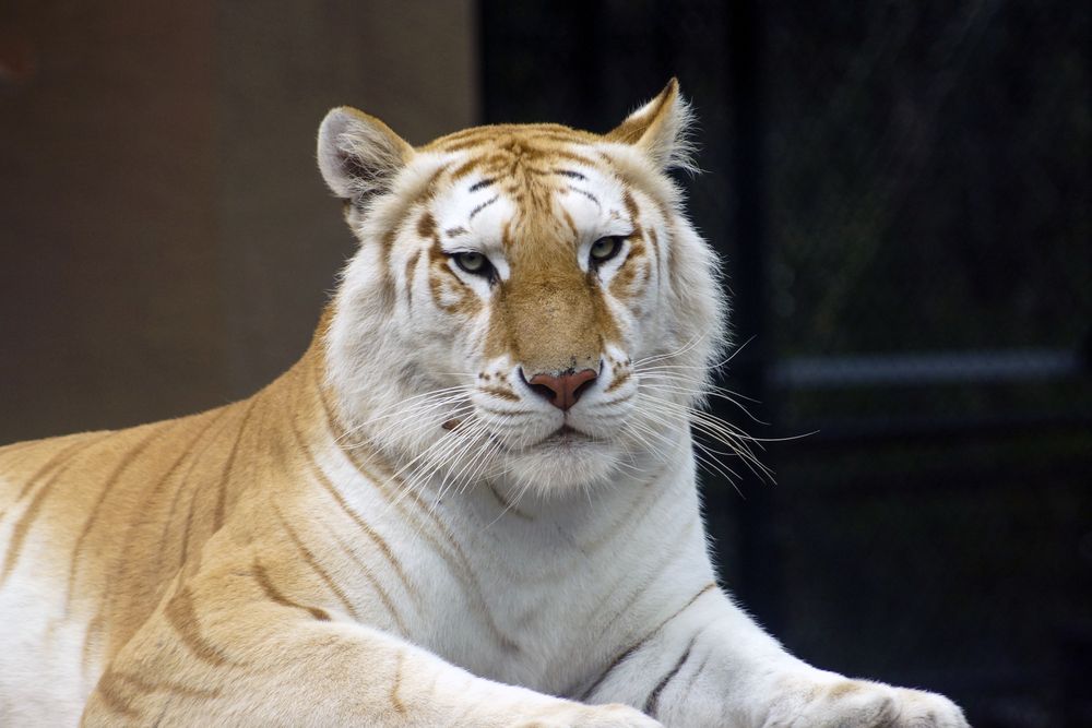 A tiger at Jungle Island