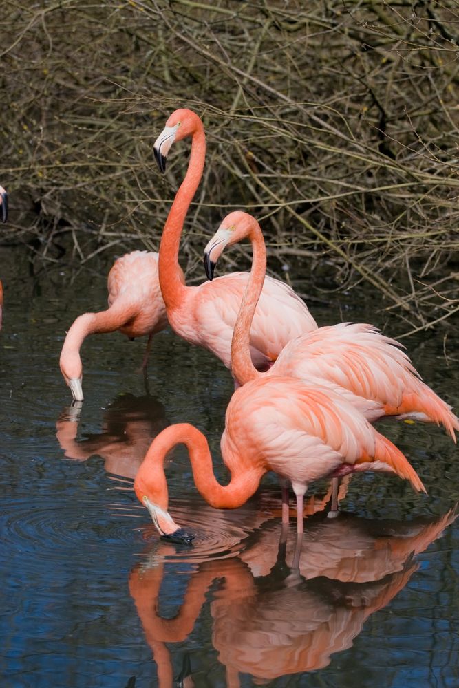 Flamingos at Jungle Island