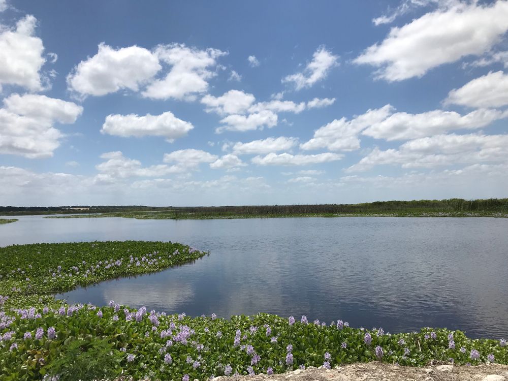 The waters of Lake Apopka Wildlife Drive