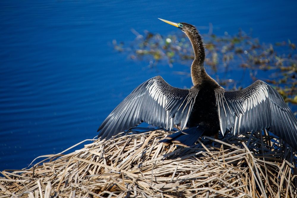 An anhinga at Lake Apopka Wildlife Drive
