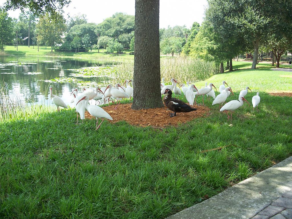 Birds near the water of Lake Lily Park