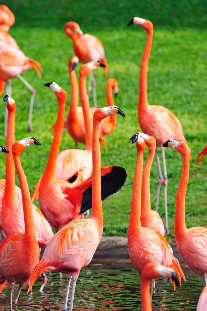 Flamingos at Zoo Miami
