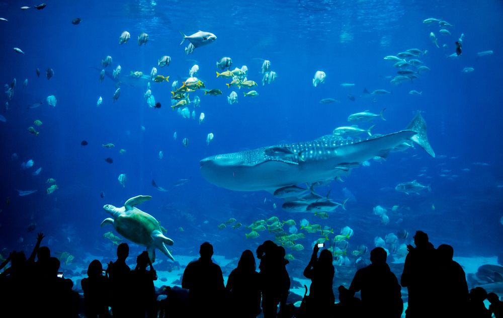 People observing marine life in Georgia Aquarium