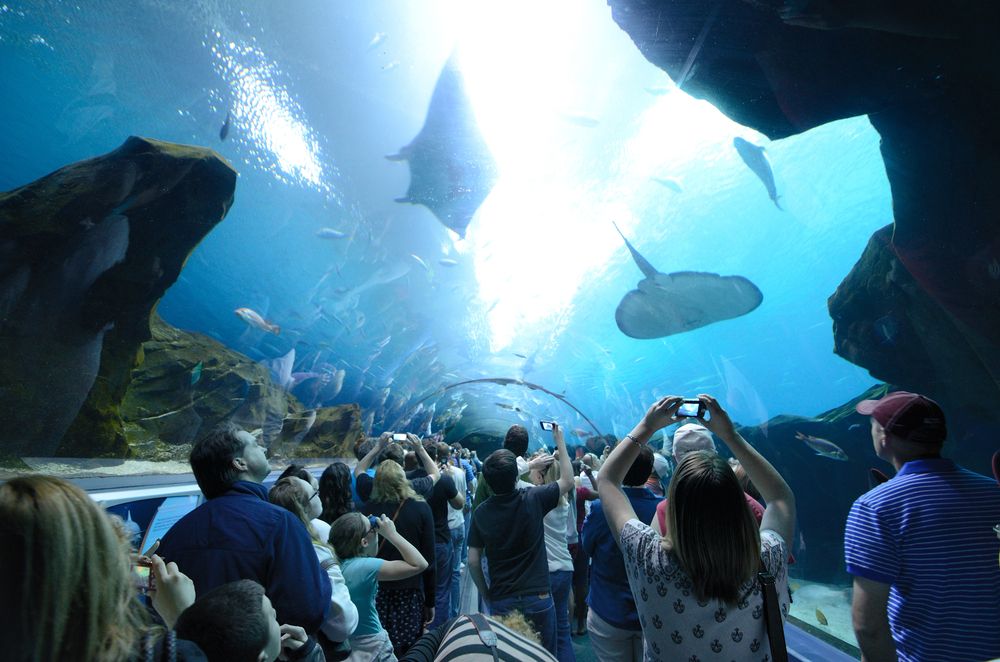 Aquarium tunnel in Georgia Aquarium