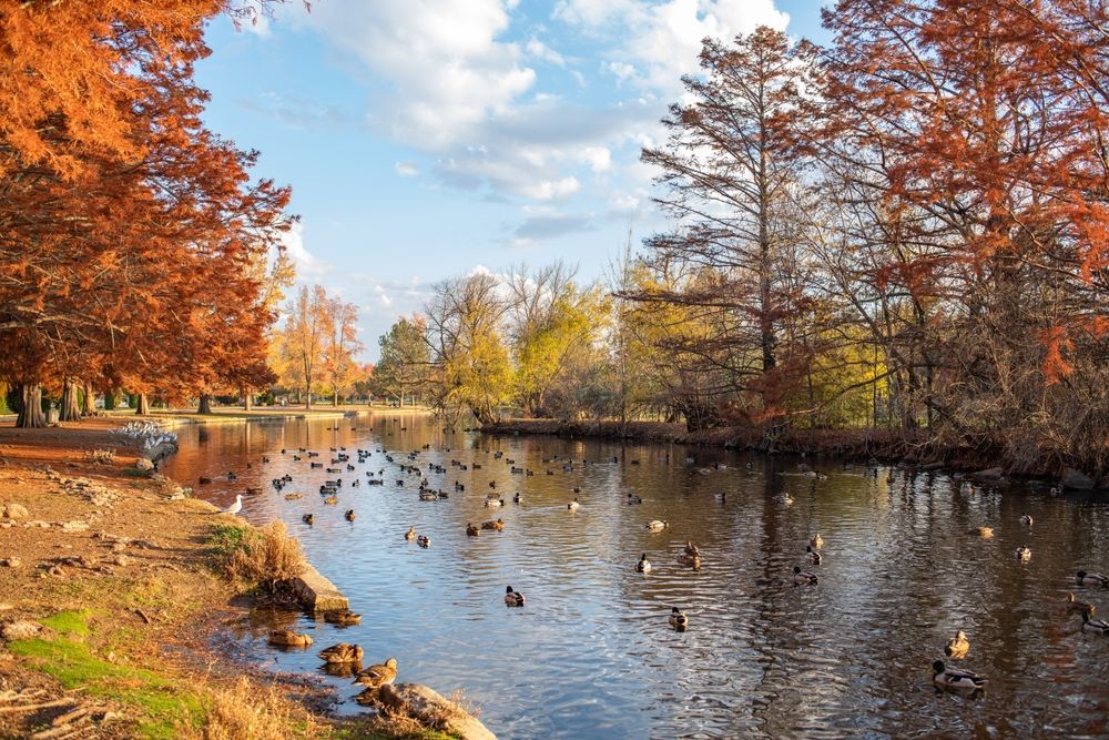 Ducks at Kathryn Albertson Park