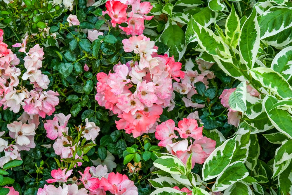 Flowers at The Village at Meridian