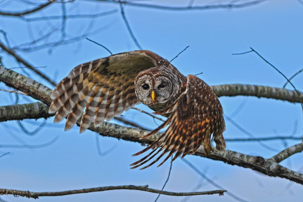 An owl at Shawnee National Forest