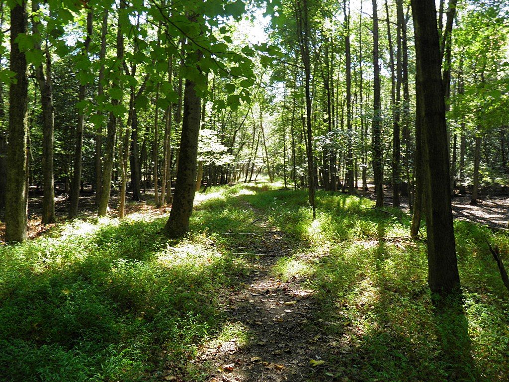 Nature trail at Rancocas State Park