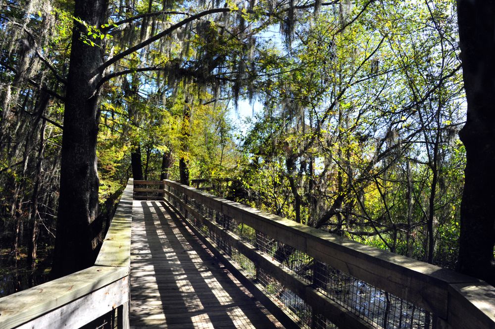 Boardwalk at Black Bayou Lake National Wildlife Refuge
