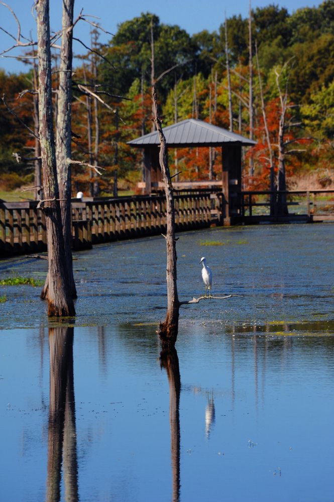 The waters of Black Bayou Lake National Wildlife Refuge