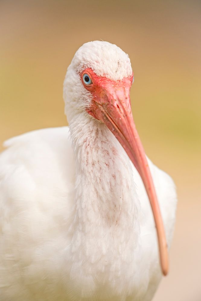 An ibis at Lafreniere Park