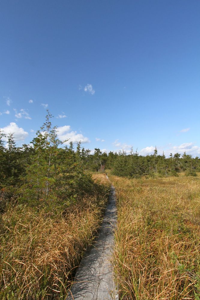 Trail at Blue Hills Reservation