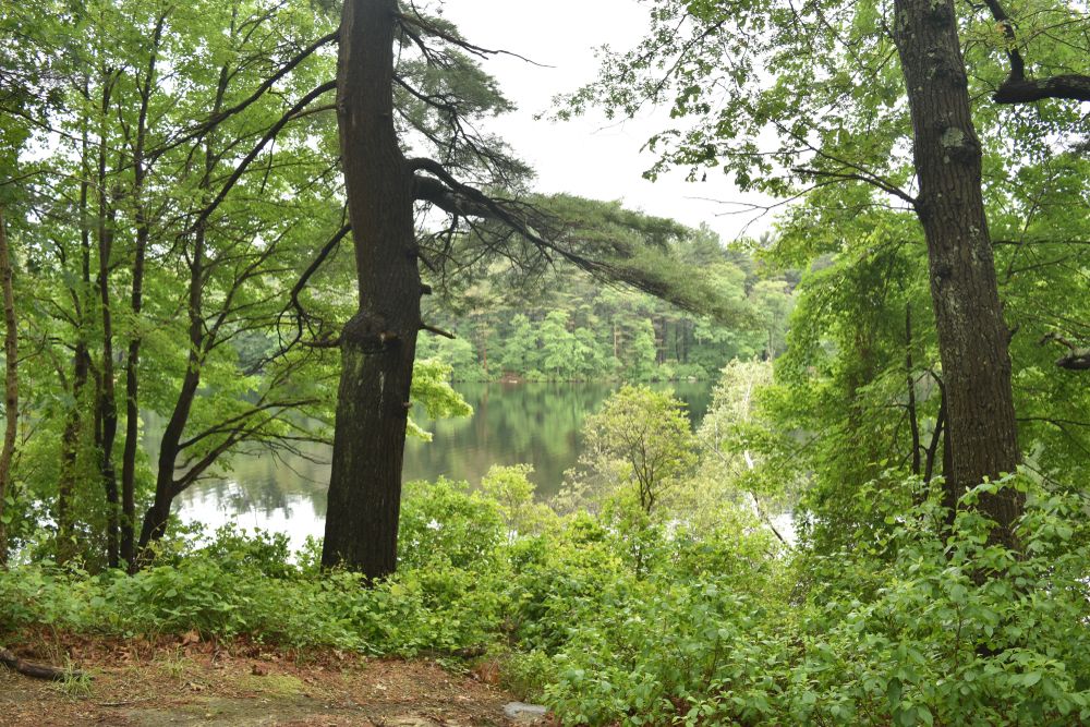 Trees near Houghton's Pond