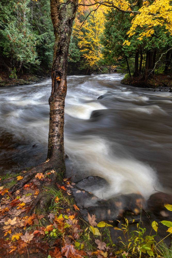 Carp River's flowing water