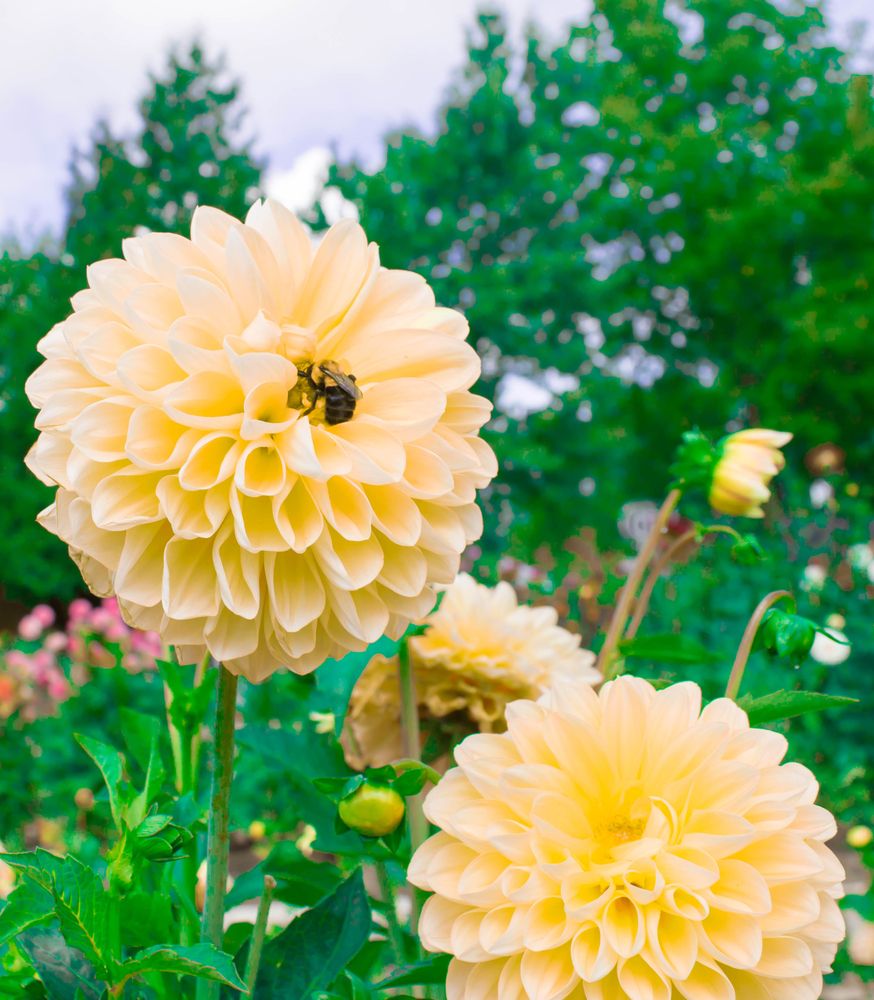 Fully bloomed dahlias at Dahlia Hill