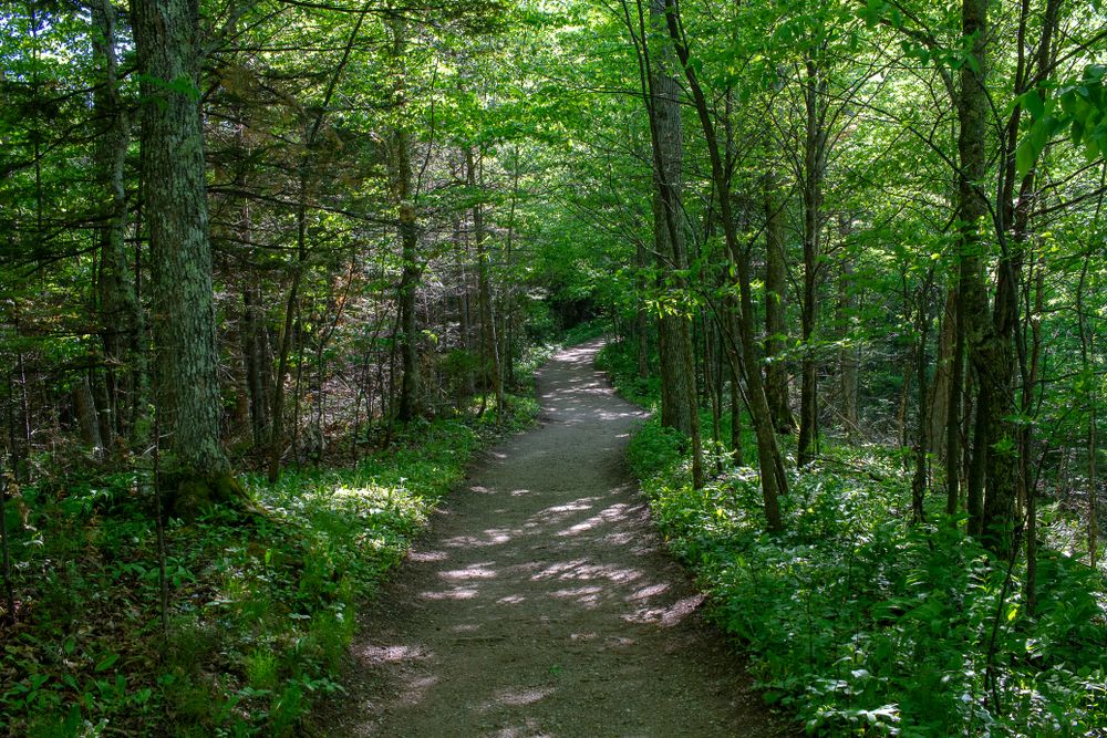 Nature trail leading to Miners Falls