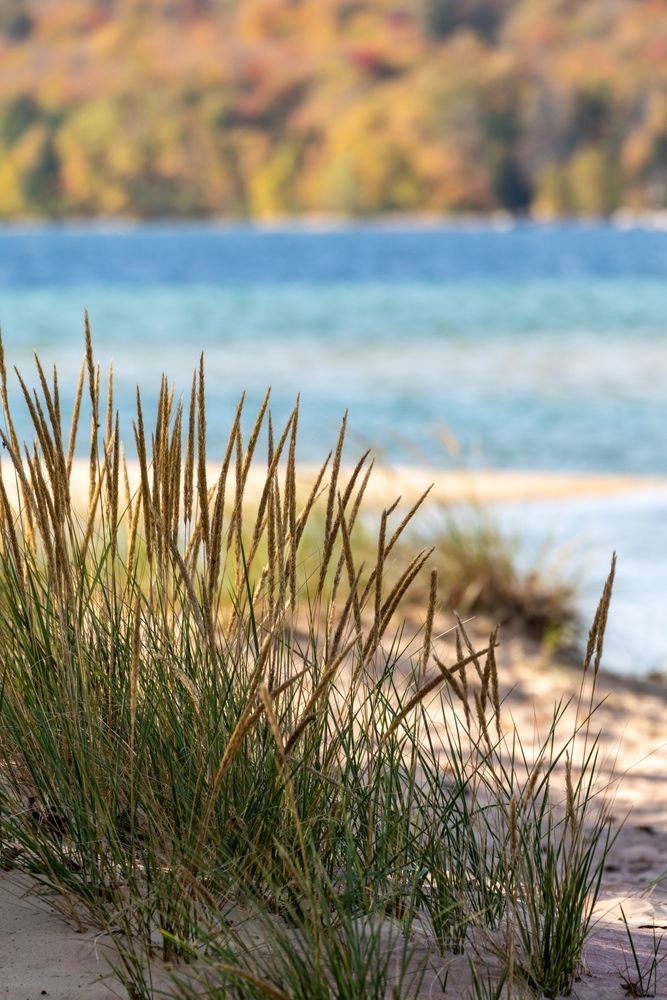 Wild grass at Sand Point Beach