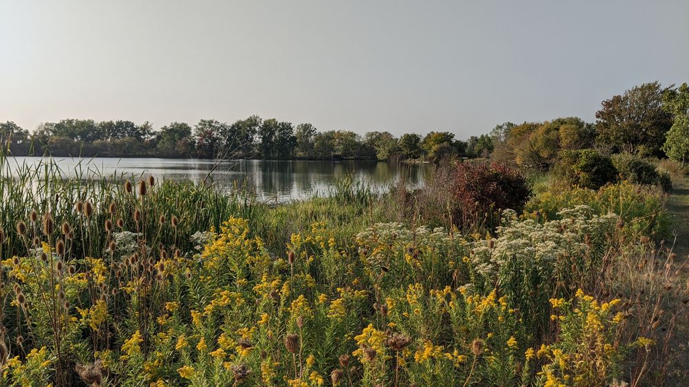 Wildflowers around the lake of William C. Sterling State Park