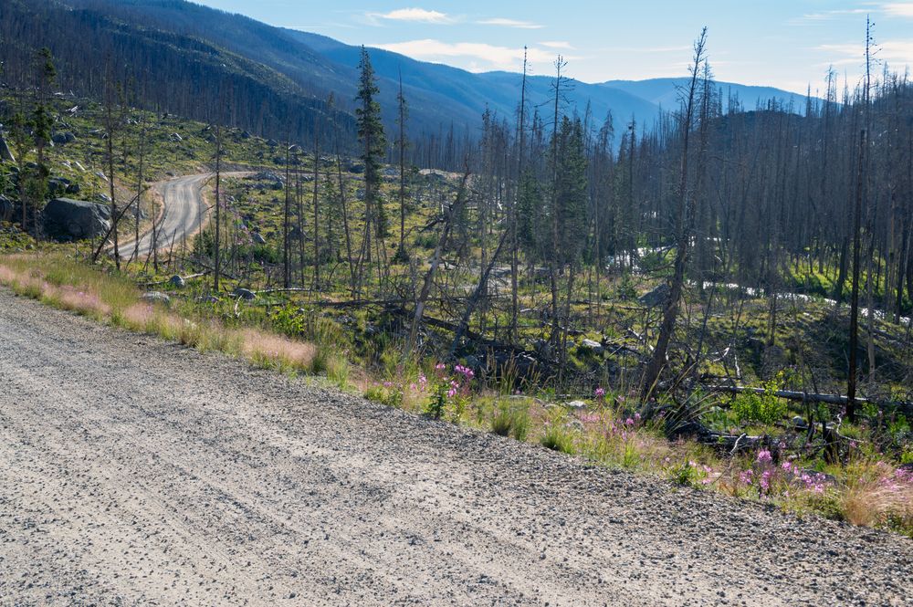A trail at Lolo National Forest